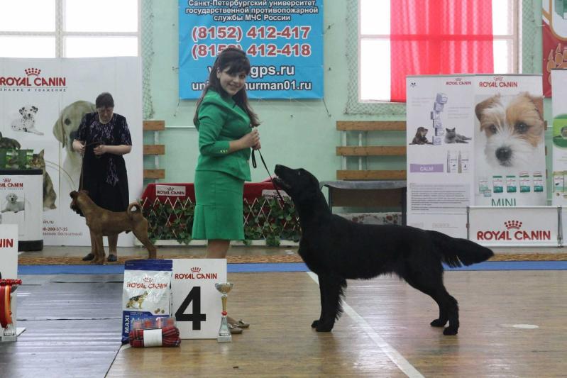 EVALAIZ KASSANDRA | Flat-Coated Retriever 