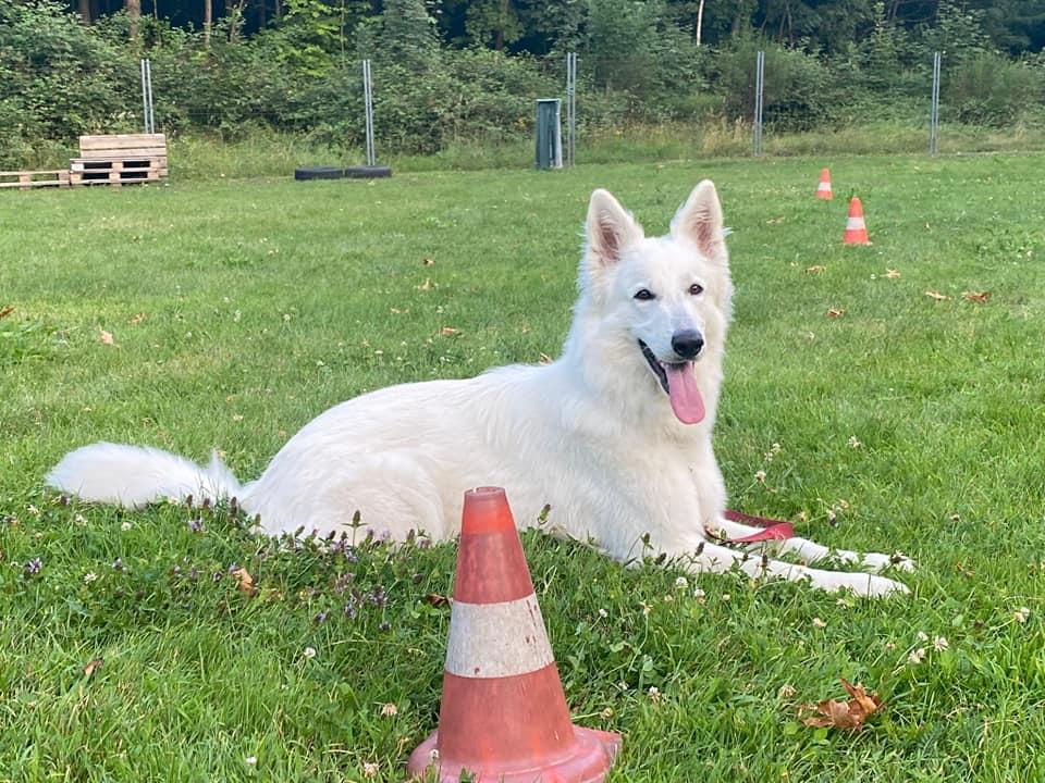 Ambri Swiss Legend of World | White Swiss Shepherd Dog 