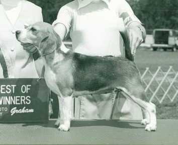 Navan's Triple Trouble Taffy | Beagle 