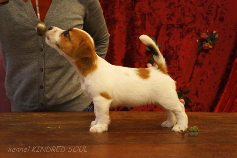 Kindred Soul Touches The Stars | Jack Russell Terrier 