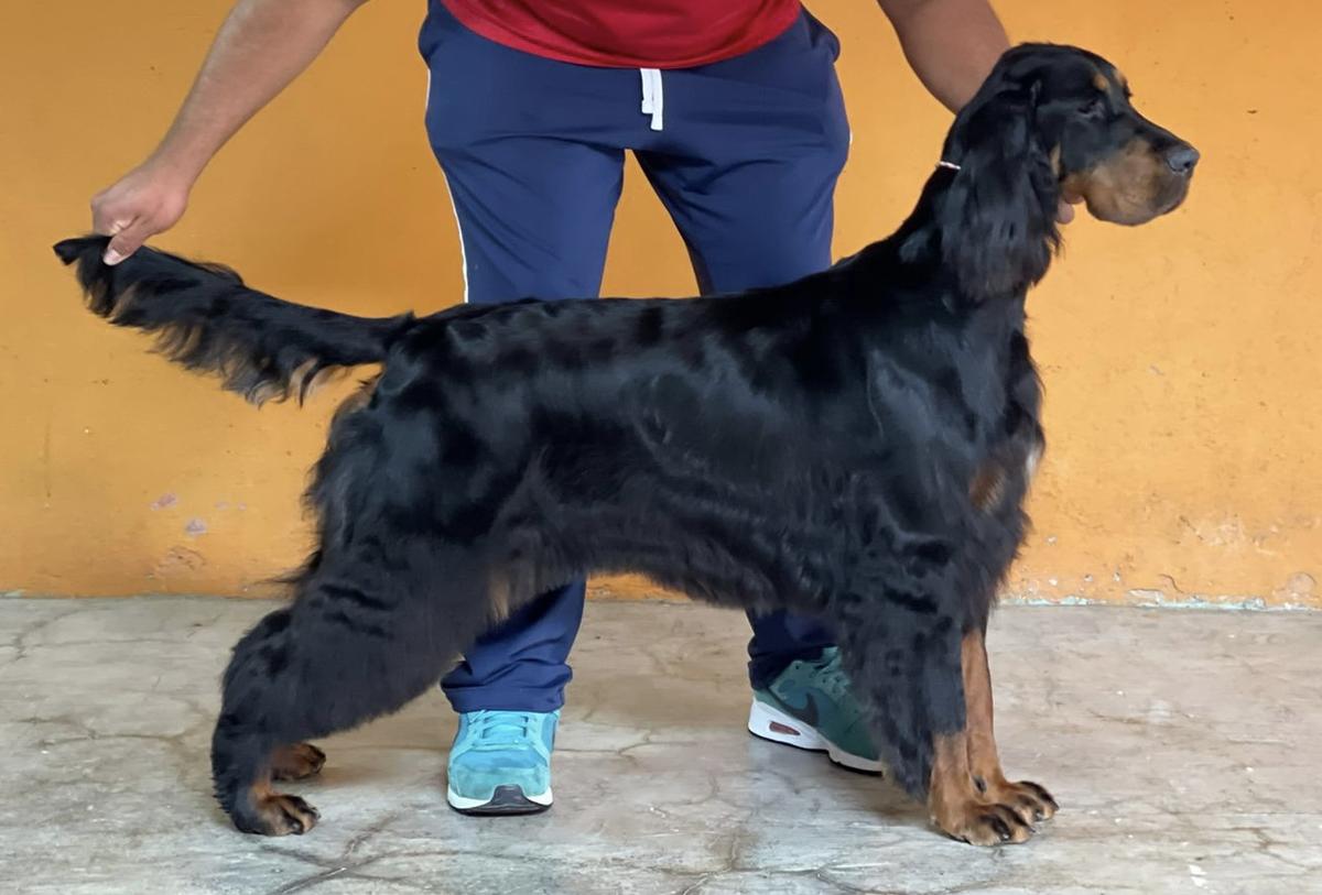 Luz D’ Maio Passaro Da Noite | Gordon Setter 