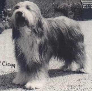 Osmart Bonnie Blue Braid | Bearded Collie 