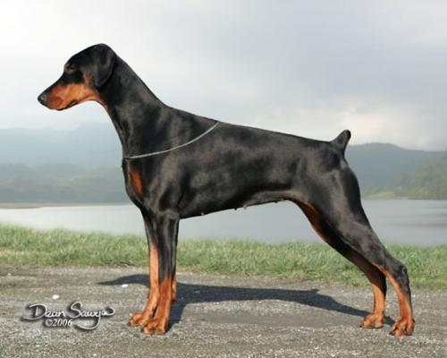 Aritaur Hipnotique | Black Doberman Pinscher