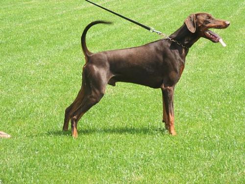 Beau v. Warringhof | Brown Doberman Pinscher