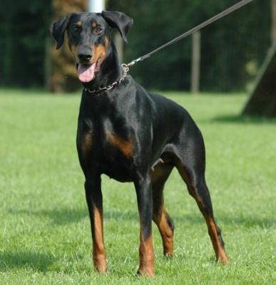 Betzy v. Warringhof | Black Doberman Pinscher