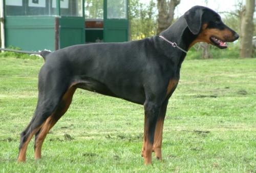 Yehna v.h. Weillerland | Black Doberman Pinscher