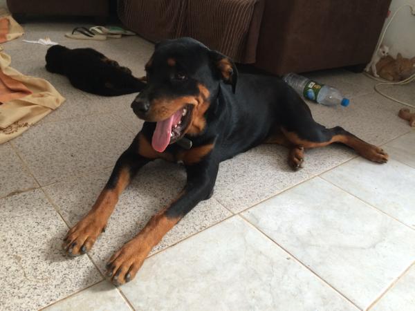 Yara Afro Dogs | Rottweiler 