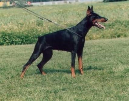 Zarrow v. Hof ter Eyndoven | Black Doberman Pinscher