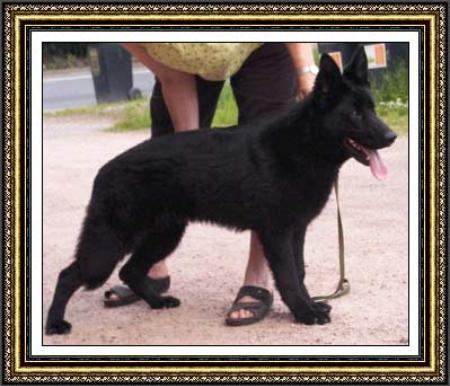 Chanell vom Schaferlisel | German Shepherd Dog 