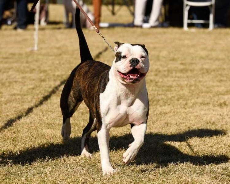 THOMPSON'S IZZY BEAR | American Bulldog 