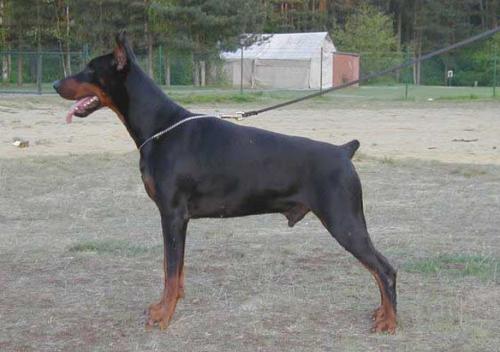 Ken-Ti's Zirko | Black Doberman Pinscher