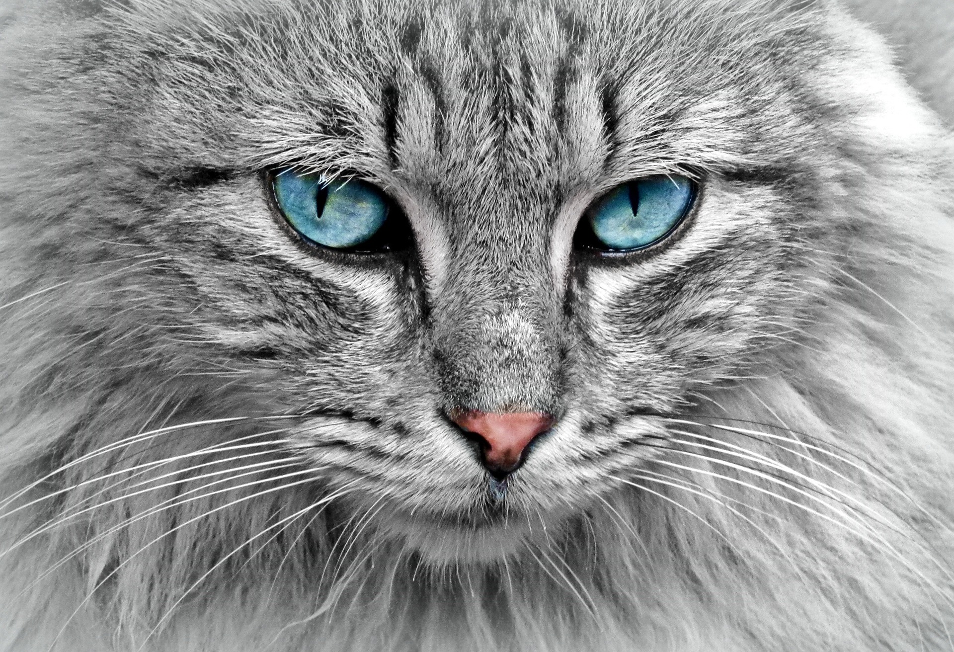 blue eyes cat