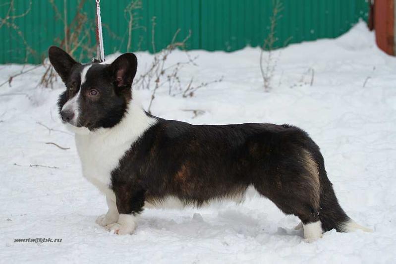 CARDIGANIUM LINCOLN | Cardigan Welsh Corgi 