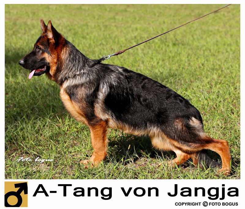 A-Tango von Jangja | German Shepherd Dog 