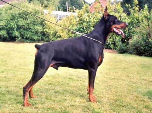 Xanto v.d. Donken | Black Doberman Pinscher