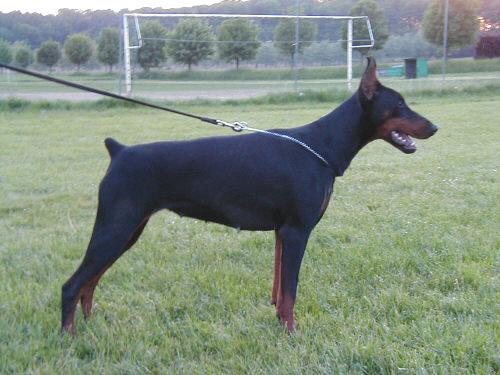 Ken-Ti's Zowie | Black Doberman Pinscher