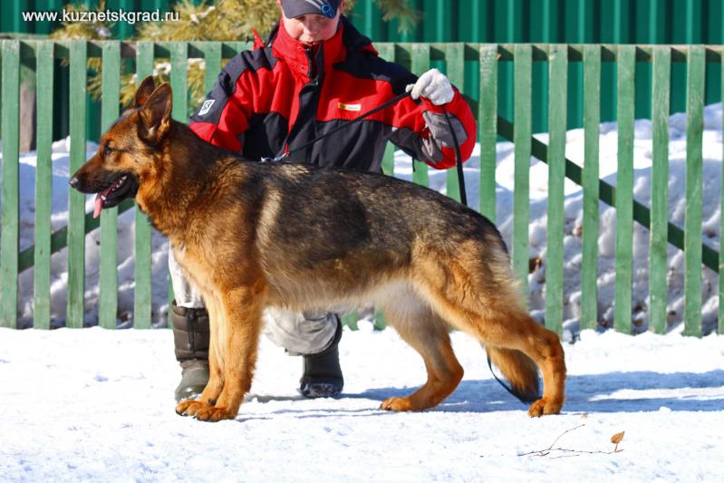 Tenferi Shtazi | German Shepherd Dog 