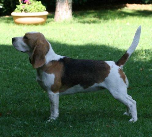 Evalux Ahuriri | Beagle 