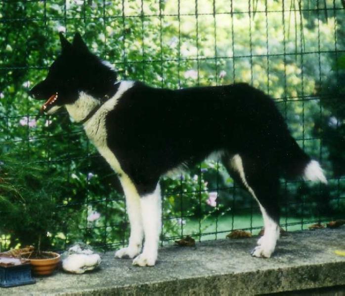 NAOMI de la Cote des Lutins | Karelian Bear Dog 