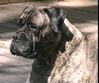 Titan's Treasure Trove | Bullmastiff 