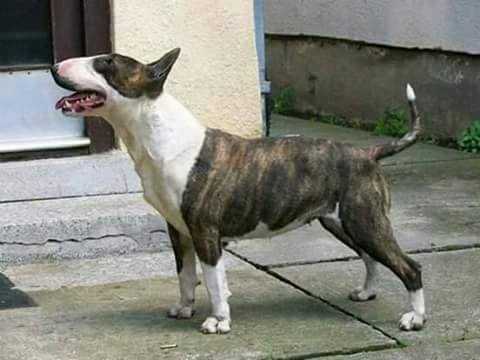 GEA | Bull Terrier 