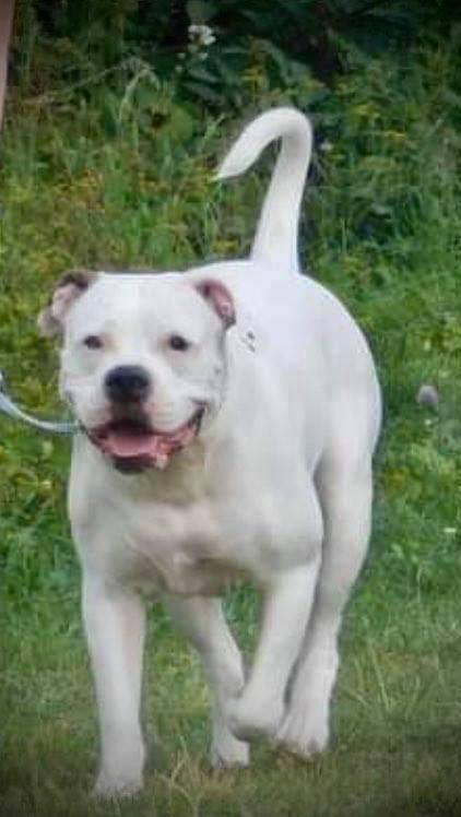 ELWIRA FROM THE EMPIRE OF WHITE ANGEL | American Bulldog 