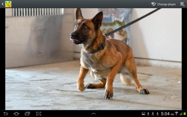 bonnie v.d. logan haus | Belgian Malinois 