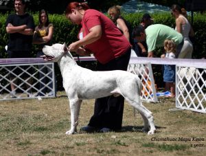 CHAMAHUAC MAPU KEWA | Argentine Dogo 