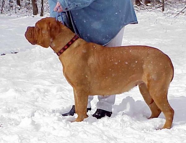 Foxfire Desire O' Red Dog Ridge | Dogue de Bordeaux 