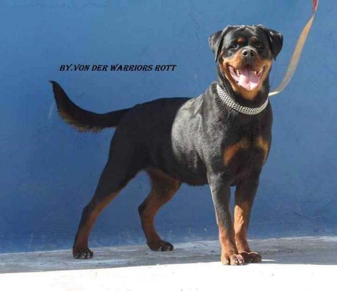 G-MISS Gladiator's Kennel | Rottweiler 