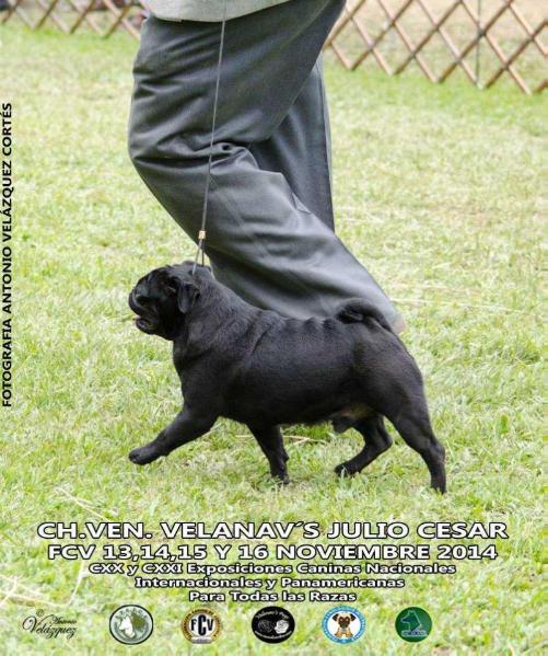 Velanav`s Julio Cesar | Pug 