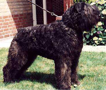 Xaroch Malou v.d. Lage Banken | Bouvier des Flandres 