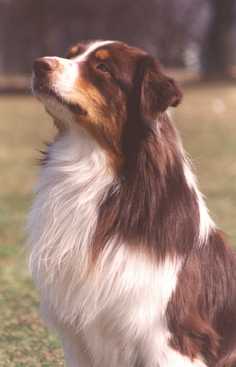 Nitani's Play'n with Fire of Legends | Australian Shepherd 