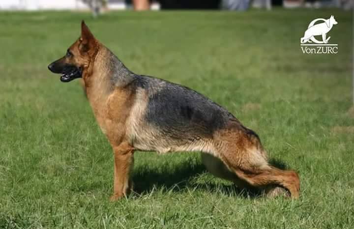 Azul von fervic ( von zurck) | German Shepherd Dog 