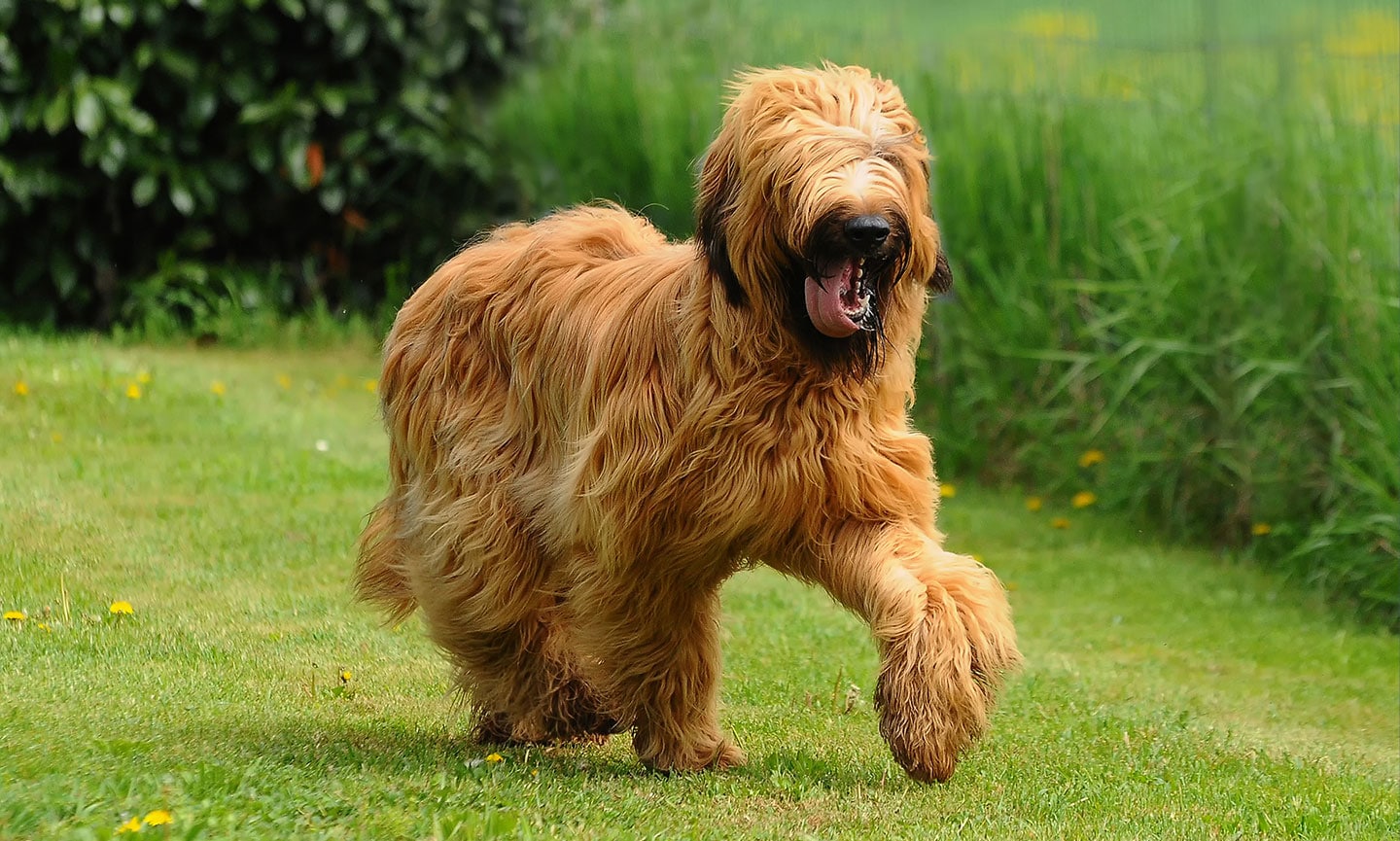 Briard