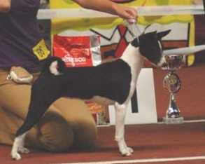 Chagmas  Lady In Black | Basenji 