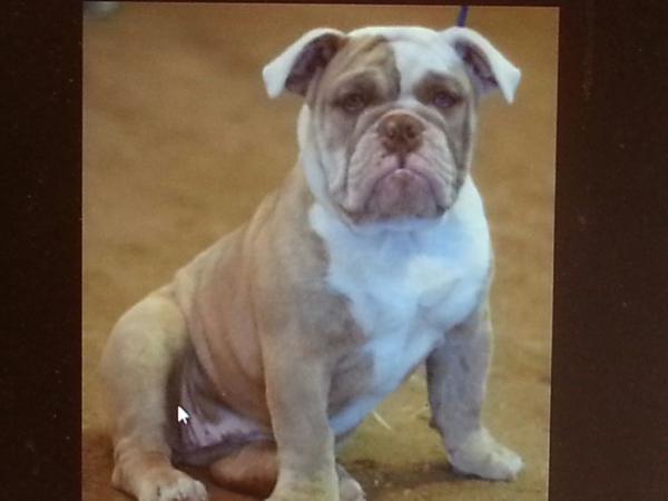 Suncity's Bitta of Red Dogs | Olde English Bulldogge 