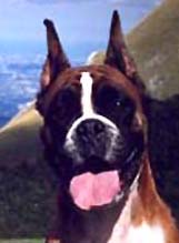 Tullia del Colle dell'Infinito | Boxer 