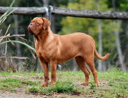 Paragon's Lucia Valentina | Dogue de Bordeaux 