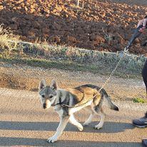 Athena | Czechoslovakian Wolfdog 