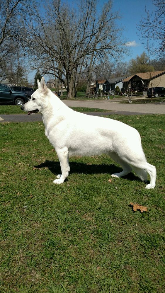 SERENITY SET MY HEART ON FIRE | White Swiss Shepherd Dog 