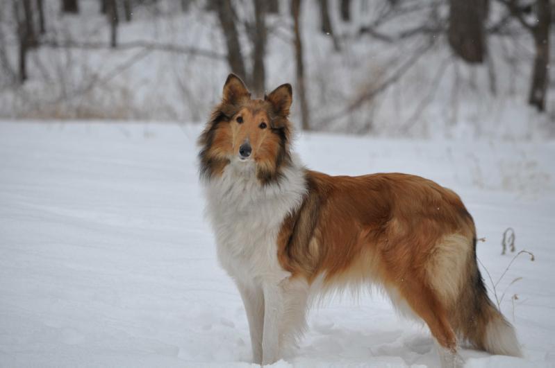 Scotts Foxy Lady | Rough Collie 