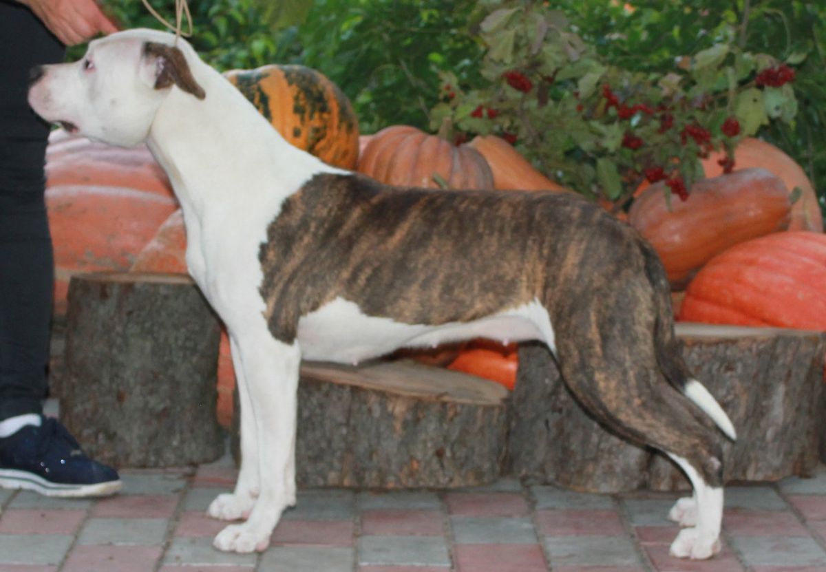 Kathleen Perfect Queen Via Fortuna | American Staffordshire Terrier 