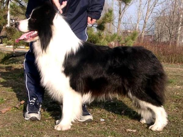 Nahrof Foreign Fantasy | Border Collie 