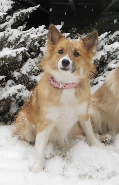 Snætinda Meyja Rós - IS14995/10 | Icelandic Sheepdog 