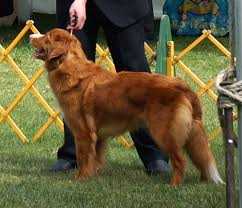 JavaHill's Girl On The Go | Nova Scotia Duck Tolling Retriever 