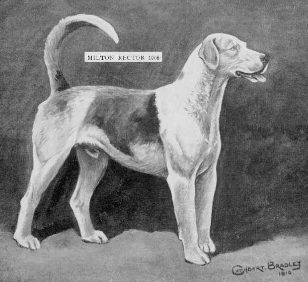 Milton Rector (1906) | English Foxhound 