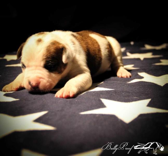 Bullyproof´s Masterpiece | American Bulldog 