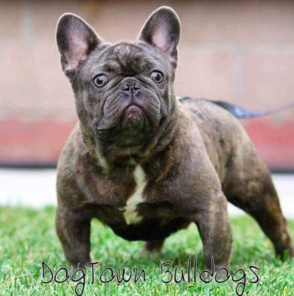 Dogtowns Phat Stacks | French Bulldog 