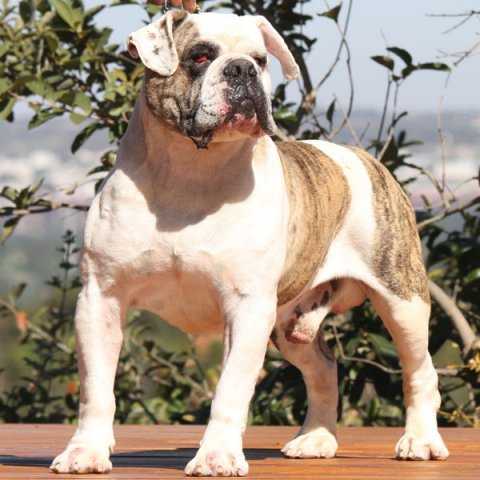 Cafte Molosso di jerivá (Tambo) | Olde English Bulldogge 